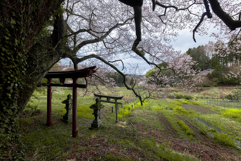 子授け櫻の前の鳥居の写真素材