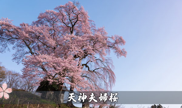天神夫婦桜