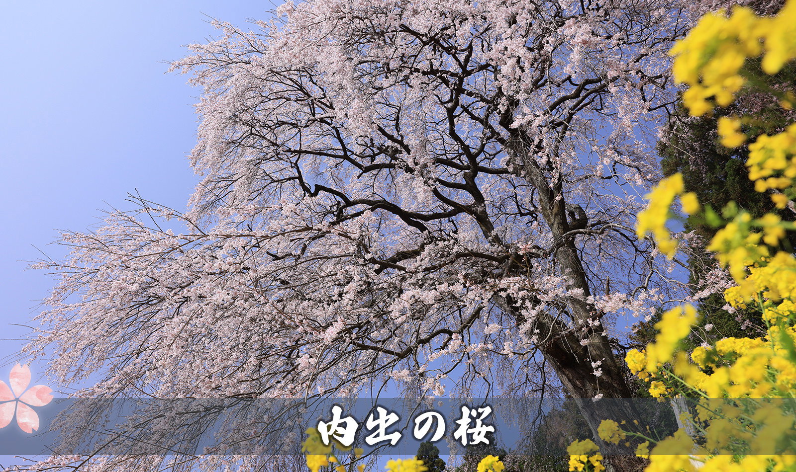 内出の桜