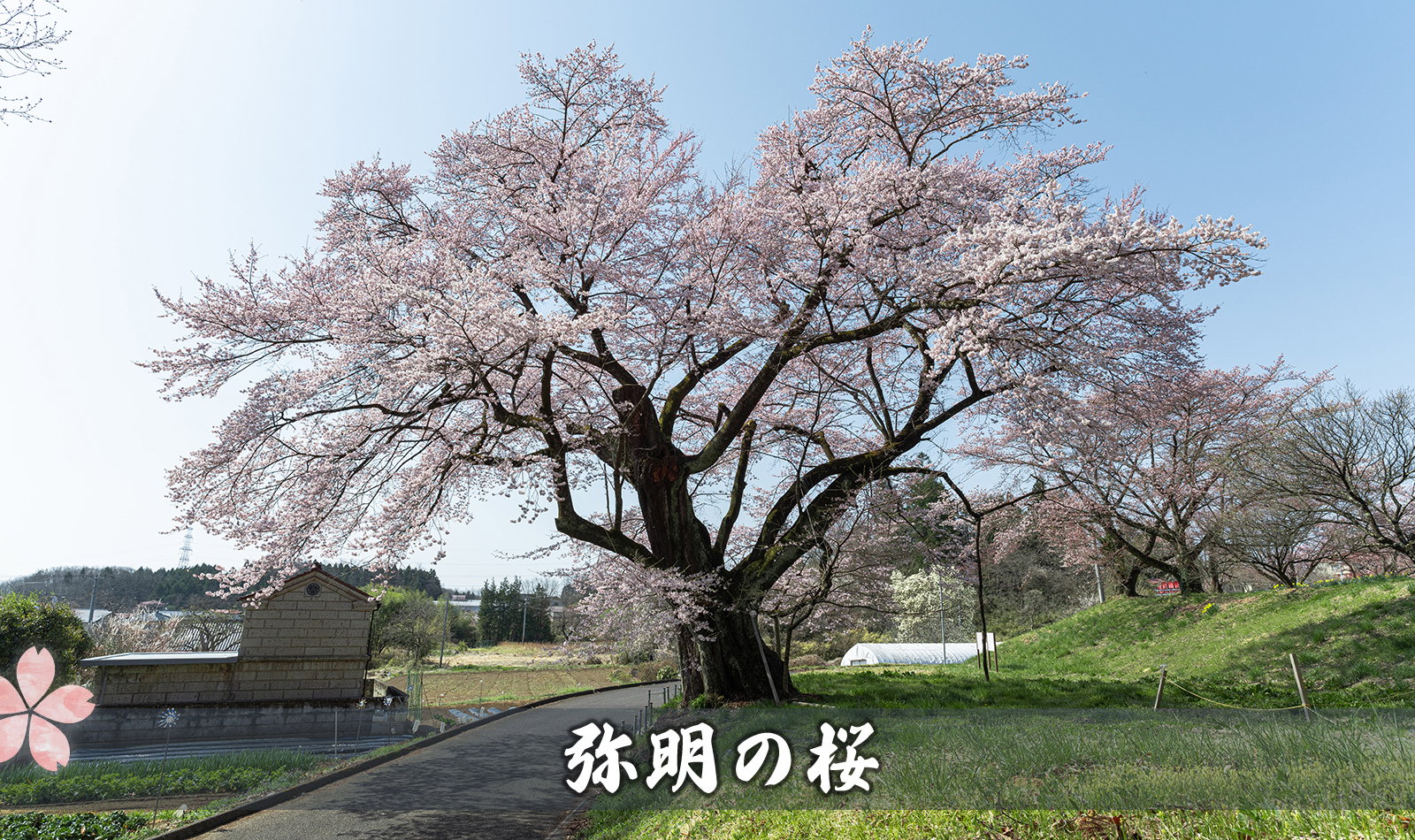 弥明の桜