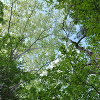 カバノキの新緑が光る高妻山登山道を進む青葉のトンネルの写真