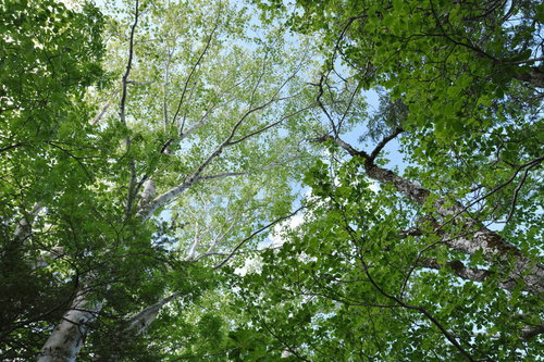 カバノキの新緑が光る高妻山登山道を進む青葉のトンネル