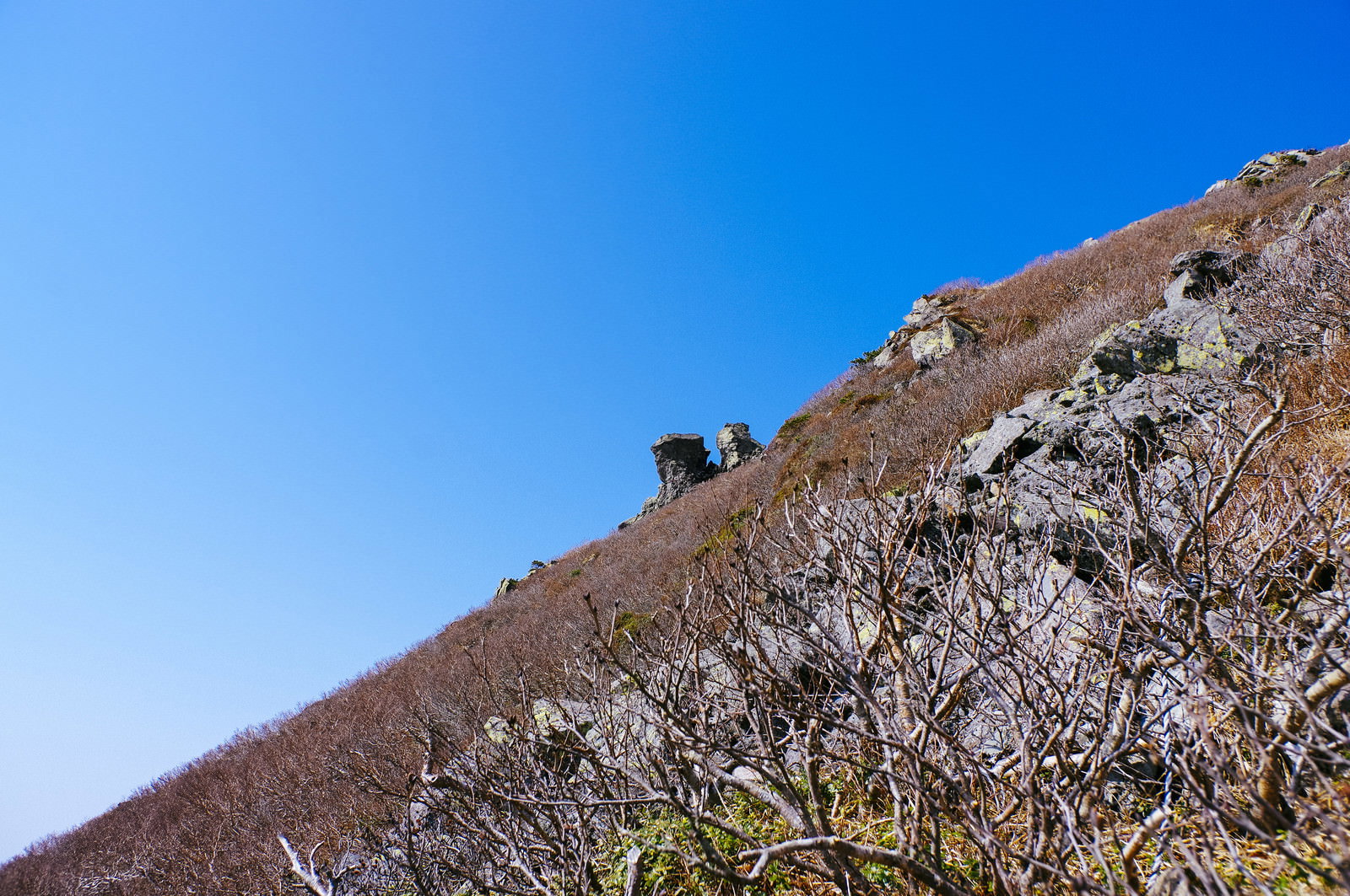 冬枯れした茶色の木々に覆われた岩木山の山頂と青空