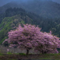霧に包まれた山の斜面にひっそりと咲く山桜の写真