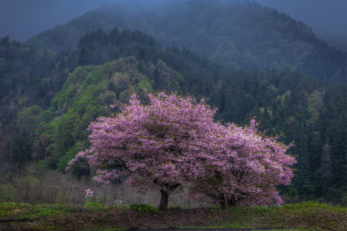 霧に包まれた山の斜面にひっそりと咲く山桜