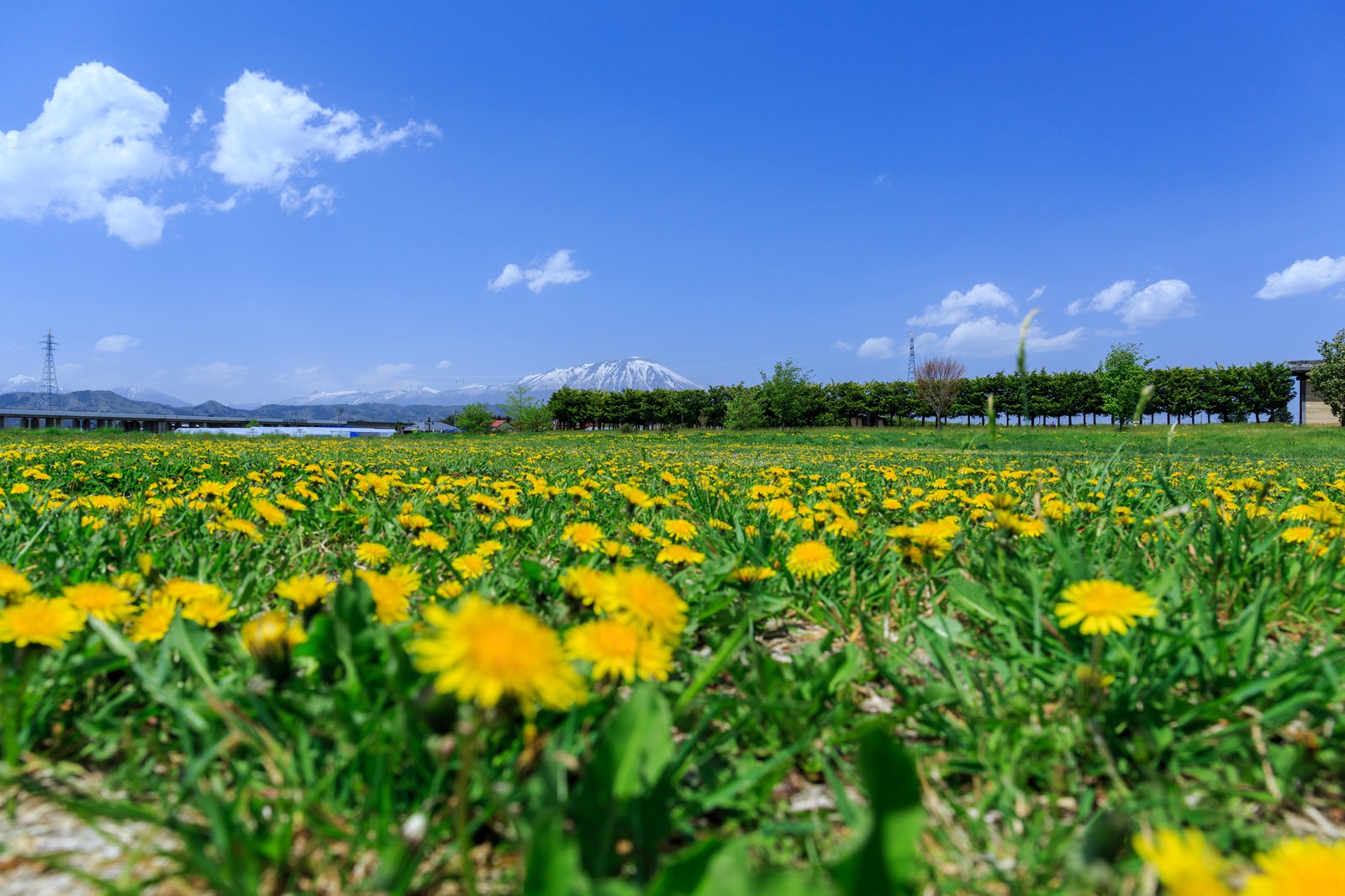 緑の草原に咲く黄色いたんぽぽと青空に映える岩手山の風景