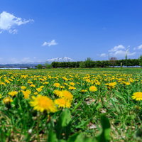 緑の草原に咲くたんぽぽと岩手山の春景色の写真