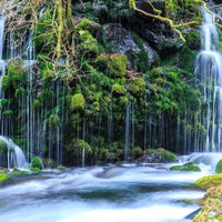 秋田の元滝伏流水、苔むした岩壁から流れ落ちる湧水の写真