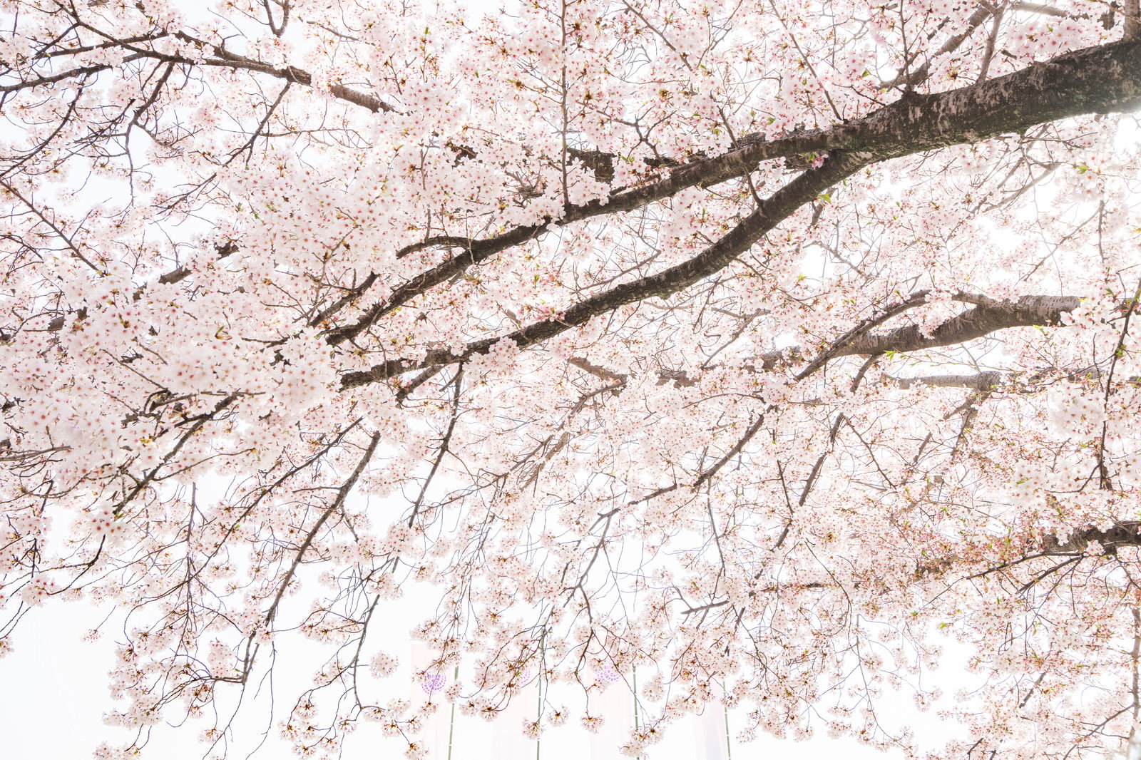 満開の薄いピンク色の桜の花が枝いっぱいに咲いている春の風景