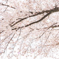 桜満開の春、薄いピンク色の花が枝いっぱいに咲くの写真