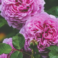 ひかりを待つピンク色の満開バラ｜庭で咲く豪華な薔薇の写真