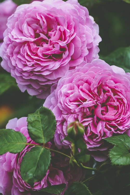 ひかりを待つピンク色の満開バラ｜庭で咲く豪華な薔薇