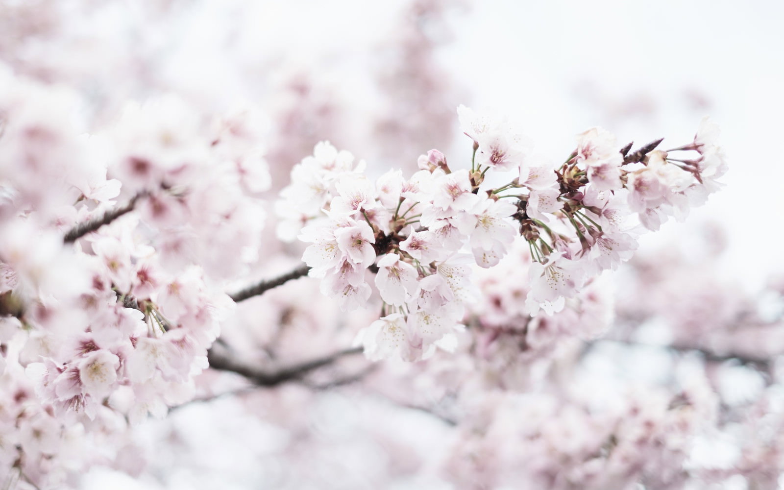 満開の桜の花が枝いっぱいに咲いている春の風景