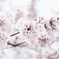 春満開のさくら、枝いっぱいに咲き誇る景色の写真