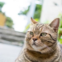 ボス風格で堂々と座る野良猫の屋外の写真