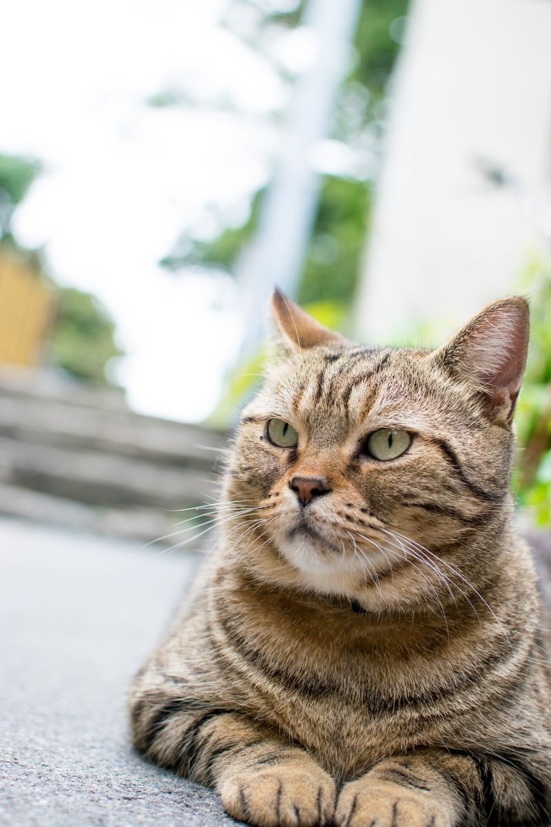屋外で前足を揃えて座る茶色と黒の縞模様の猫