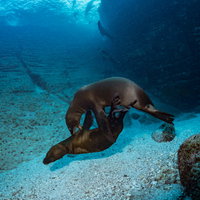 青い海中で岩場の近くでじゃれ合うアシカの子の写真