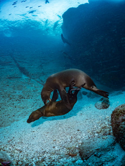 青い海中で岩場の近くでじゃれ合うアシカの子