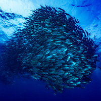 深い青色の海中で球状の群れを作るギンガメアジの写真