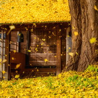 真山寺の参道を彩るイチョウの大木と黄葉の落ち葉の写真