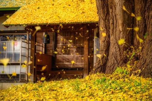 真山寺の参道を彩るイチョウの大木と黄葉の落ち葉