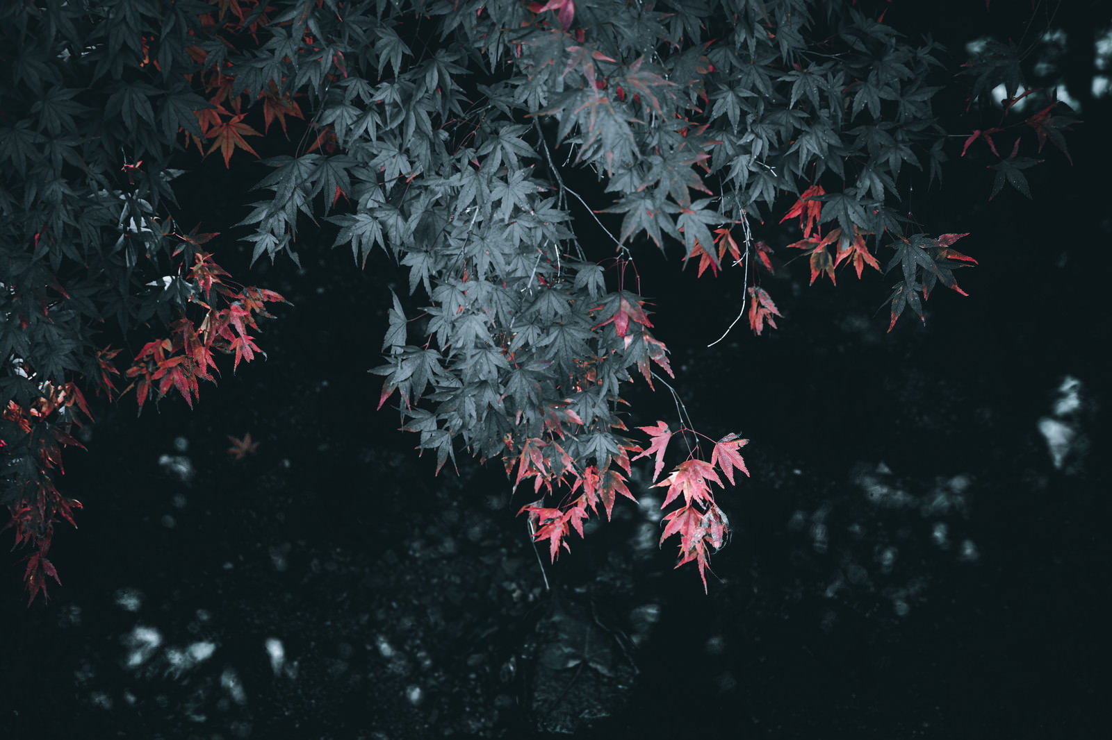 緑の葉に混じって赤く色づいたもみじの葉が写る秋の自然風景
