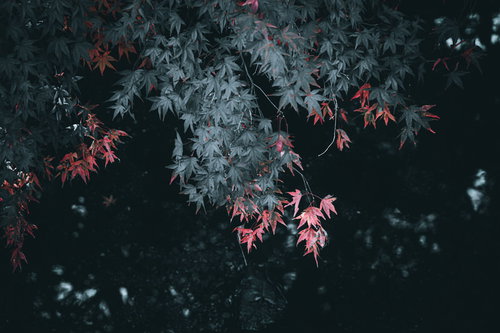 紅葉が始まるもみじの葉、秋の季節の移ろい