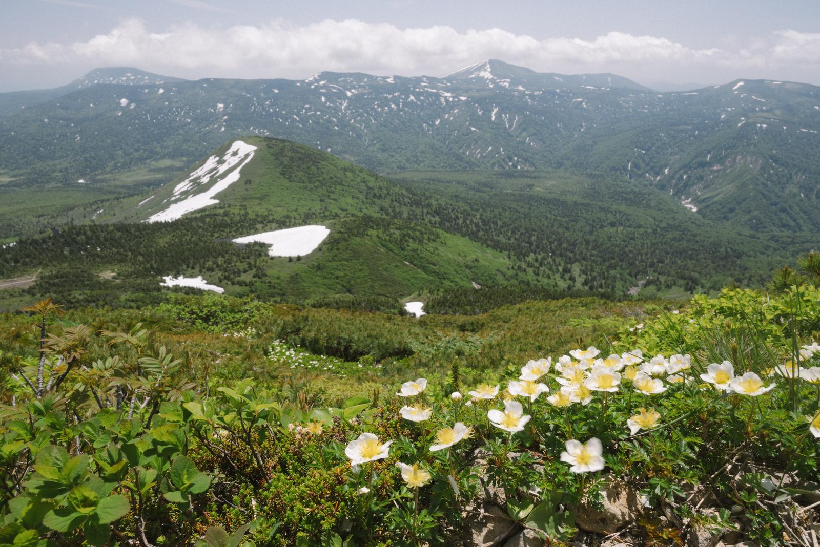 チングルマの白い花が咲く高山から見た八甲田山の連峰と雪景色