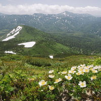 チングルマの花と八甲田山の山々が見える高山の景色の写真