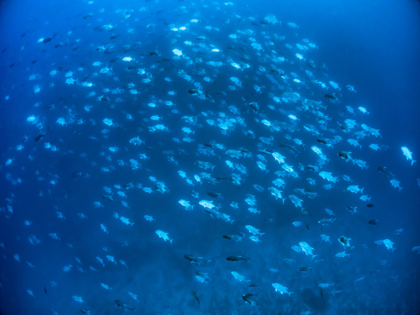 深い青色の海中で群れを成して泳ぐ無数の小魚たち