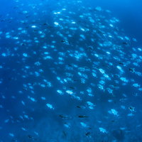 スキューバダイビングで見た海中の魚群と海洋生物の写真