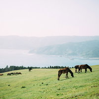 宮崎県都井岬で放牧される御崎馬と海の風景の写真