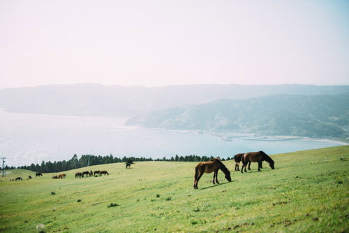 宮崎県都井岬で放牧される御崎馬と海の風景