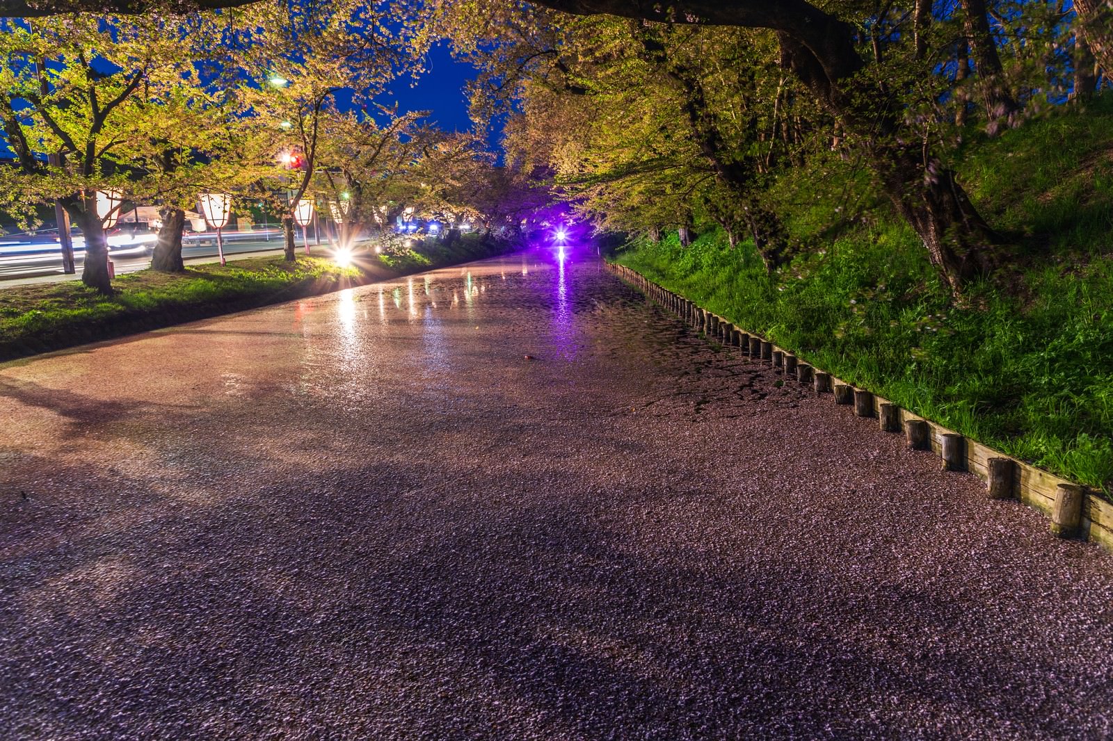 ライトアップされた夜桜の花びらが川面に浮かぶ花筏の様子