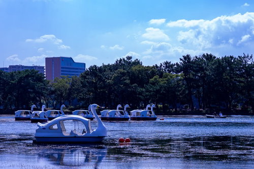 池の水面を優雅に泳ぐ白いスワンボートと夕方の風景