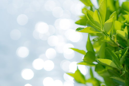 春の新緑と光のボケ 柔らかな自然光が揺らぐ季節の風景