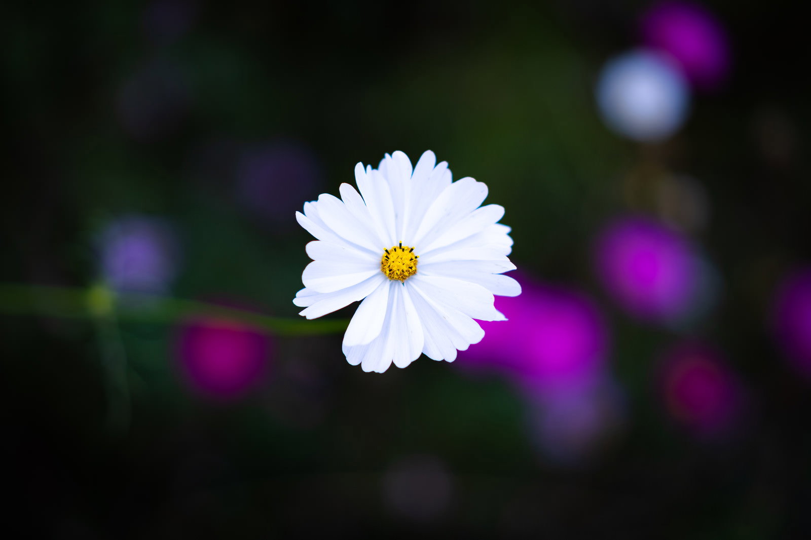 白いコスモスの花が中央に咲き、背景にぼけたピンクと紫の花々
