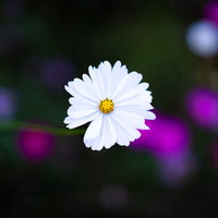 中央に咲く白いコスモスと背景のピンク・紫の秋桜の写真