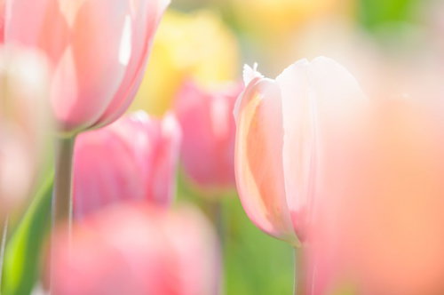 ふわふわ春色チューリップの柔らかなぼかし