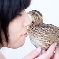 夏の夜に散る線香花火の火花の写真