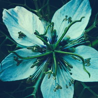 触手に取り込まれてしまいそうな青い花の花糸の写真