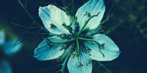 触手に取り込まれてしまいそうな青い花の花糸