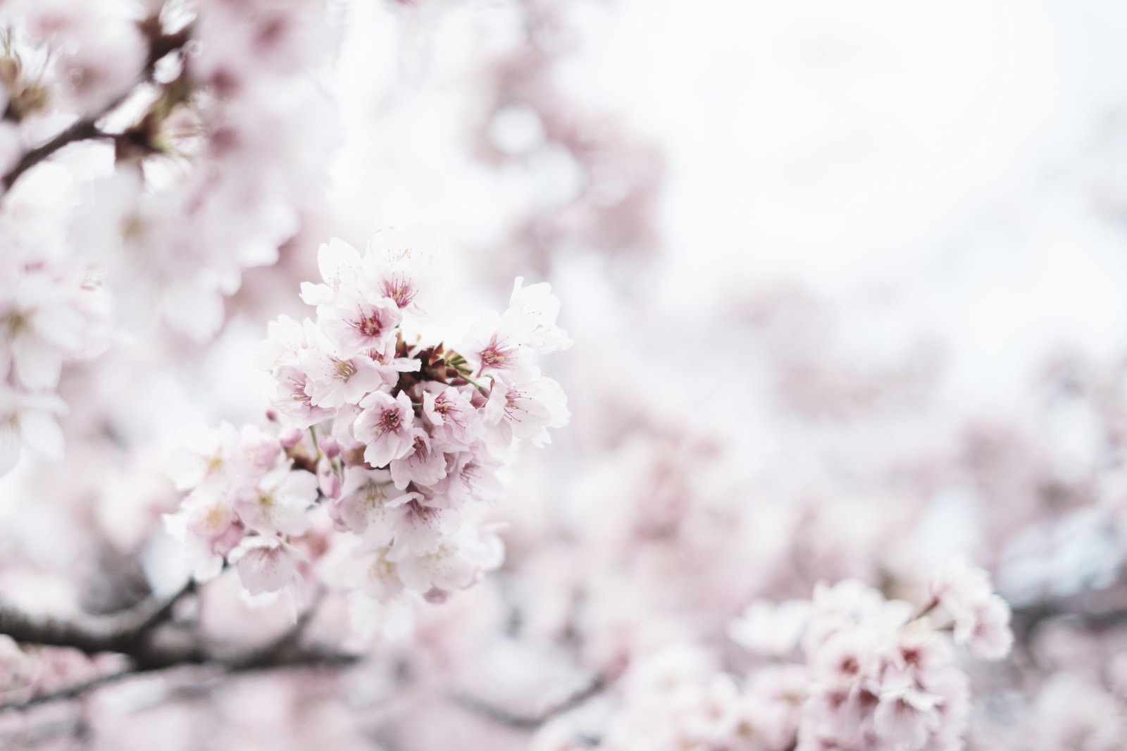 満開に咲く淡いピンク色の桜の花、背景はソフトにぼけている