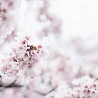 春を告げる満開の桜の枝 - 淡いピンク色の花びらが咲き誇る季節の写真