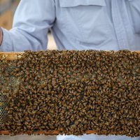 蜜の溜まっている巣板にビッシリ集まるミツバチの群れの写真