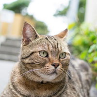 呼ばれた気がしたにゃんこ、振り返る茶トラ猫の写真