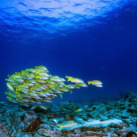 海中でまとまって泳ぐヨスジフエダイの群れの写真