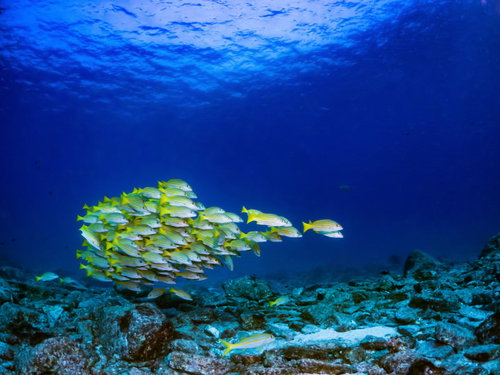 海中でまとまって泳ぐヨスジフエダイの群れ