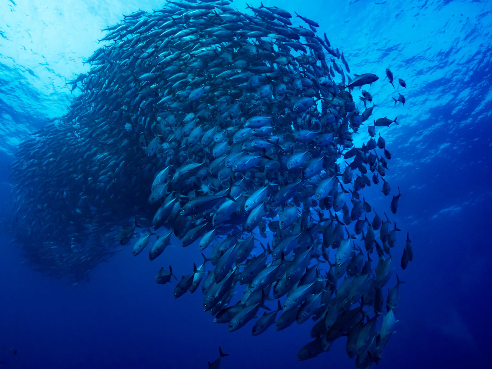 青い海中で円形に群れを成して泳ぐ銀色のギンガメアジの魚群