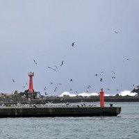 カモメが舞う港湾の空と赤い灯台の写真